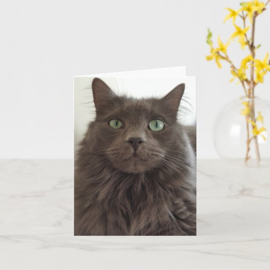 Carte Chat gris (Fleur jaune)