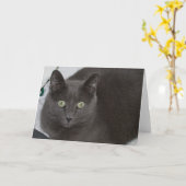 Carte Chat gris (Fleur jaune)