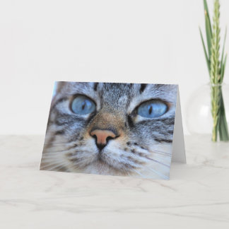 Carte Chat gris