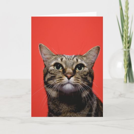 Carte Chat japonais recherchant (Devant)