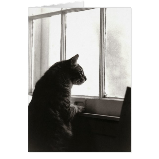 Carte Chat n° 2 (Devant)