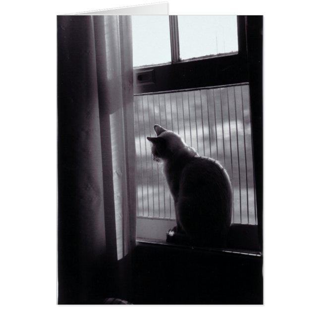 Carte Chat n° 4 (Devant)