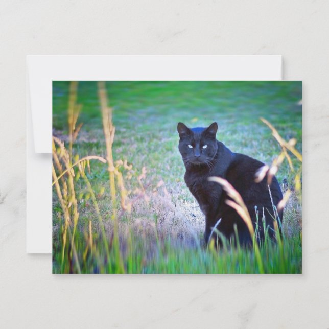 Carte Chat noir (Devant)