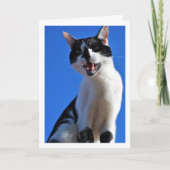 Carte Chat noir et blanc, Ciel bleu (Devant)