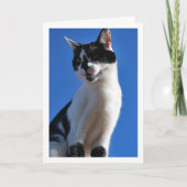 Carte Chat noir et blanc, Ciel bleu (Devant)