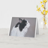 Carte Chat noir et blanc Maine Coon. (Fleur jaune)