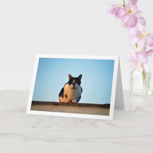 Carte Chat noir et blanc sur le toit (Orchidée)