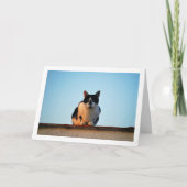 Carte Chat noir et blanc sur le toit (Devant)