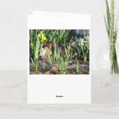 Carte Chat, peau ou jeu, anniversaire (Dos)