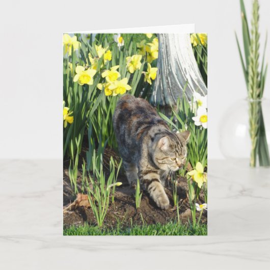 Carte Chat, peau ou jeu, anniversaire (Devant)