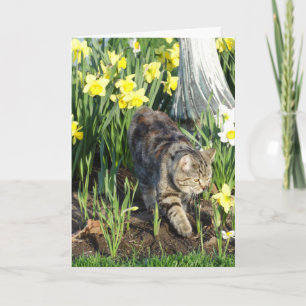 Carte Chat, peau ou jeu, anniversaire