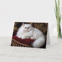 Chat persan blanc d'anniversaire sur un coussin de