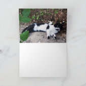 CARTE CHAT PIERO TURQUE NOIR ET BLANC (Intérieur)