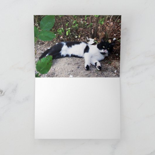 CARTE CHAT PIERO TURQUE NOIR ET BLANC (Intérieur)