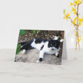 CARTE CHAT PIERO TURQUE NOIR ET BLANC (Fleur jaune)
