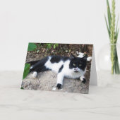 CARTE CHAT PIERO TURQUE NOIR ET BLANC (Devant)