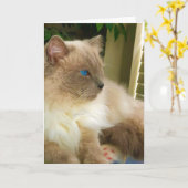 Carte Chat Ragdoll (Fleur jaune)