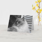 Carte Chat Ragdoll (Fleur jaune)