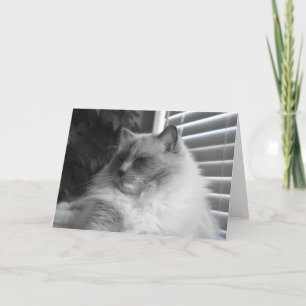 Carte Chat Ragdoll
