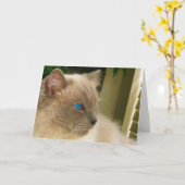 Carte Chat Ragdoll (Fleur jaune)