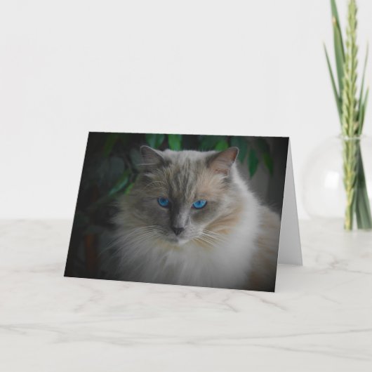 Carte Chat Ragdoll (Devant)