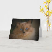 Carte Chat Ragdoll (Fleur jaune)