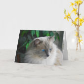Carte Chat Ragdoll (Fleur jaune)