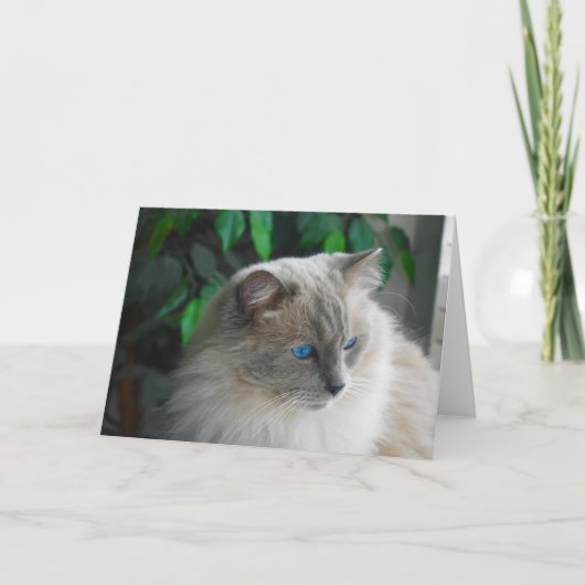 Carte Chat Ragdoll (Devant)