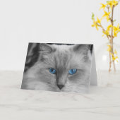 Carte Chat Ragdoll (Fleur jaune)