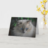 Carte Chat Ragdoll (Fleur jaune)