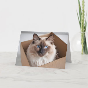 Carte Chat Ragdoll D'Anniversaire En Boîte En Carton
