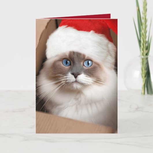 Carte Chat ragdoll de Noël dans une boîte en carton (Devant)