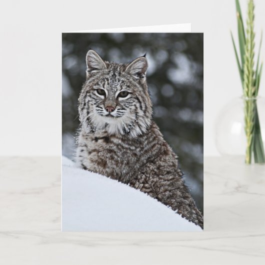 Carte Chat sauvage dans la neige (Devant)