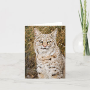 Carte Chat sauvage sauvage