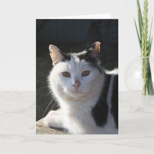 Carte Chat serein (Devant)
