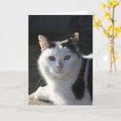 Carte Chat serein (Fleur jaune)