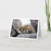Carte Chat Serval sur un Rocher (Devant)