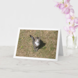 Carte Chat sur Portrait d'herbe