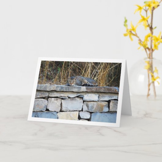 Carte Chat sur Rock Wall (Fleur jaune)