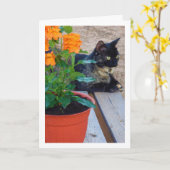 Carte Chat Tortoiseshell avec Fleurs de Pancre (Fleur jaune)