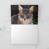 CARTE CHAT TURC (Intérieur)