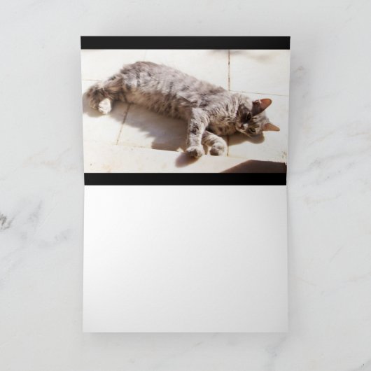 CARTE CHAT TURQUE GRAS (Intérieur)