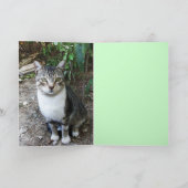 CARTE CHAT TURQUE NOIR ET BLANC RONIN (Intérieur)