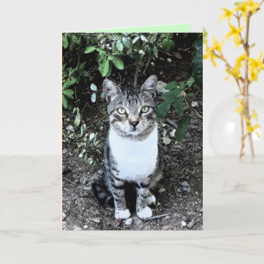 CARTE CHAT TURQUE NOIR ET BLANC RONIN (Fleur jaune)