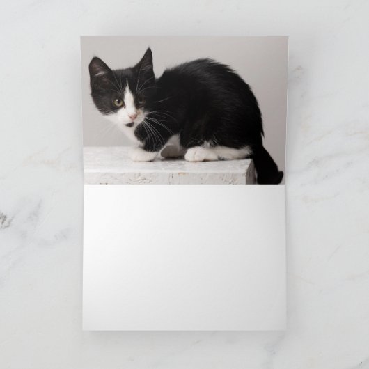 Carte Chaton (Intérieur)