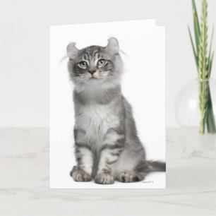 Carte Chaton américain de boucle (3 mois)
