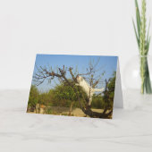 Carte Chaton blanc dans l'arbre aux amandes (Devant)