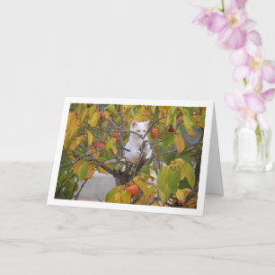 Carte Chaton blanc dans l'arbre persimmon