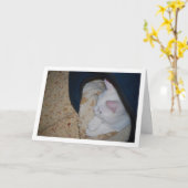 Carte Chaton blanc dans le lit de chat (Fleur jaune)