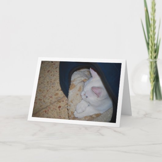 Carte Chaton blanc dans le lit de chat (Devant)